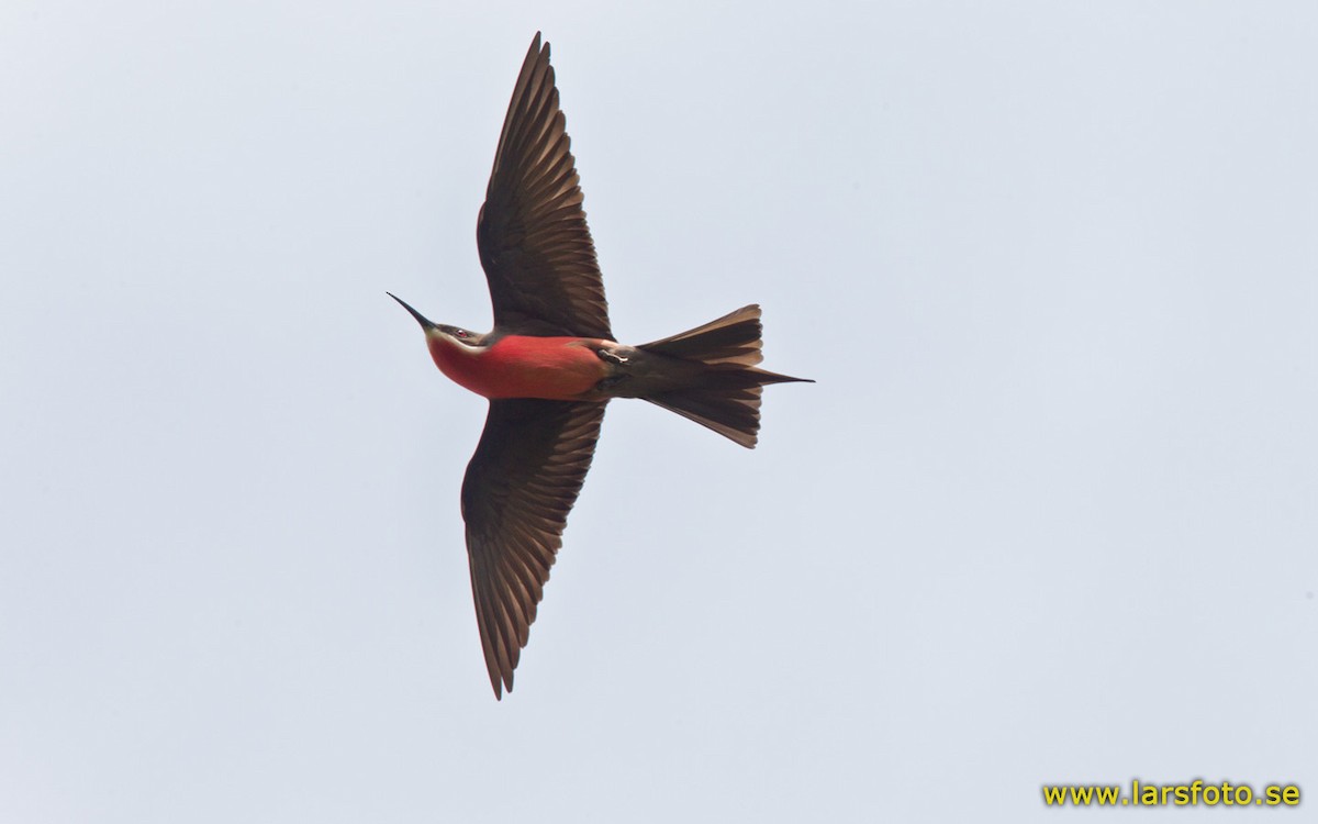 Rosy Bee-eater - ML205909021