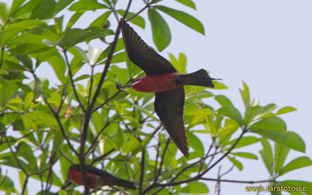 Rosy Bee-eater - ML205909051
