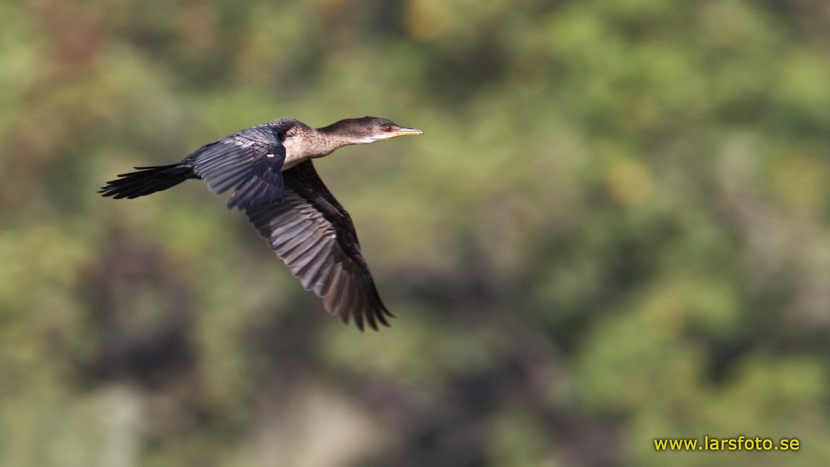 Long-tailed Cormorant - Lars Petersson | My World of Bird Photography
