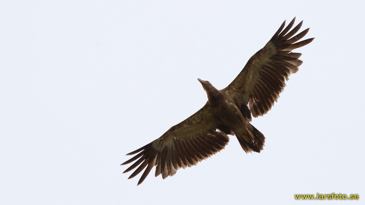 Palm-nut Vulture - ML205909201