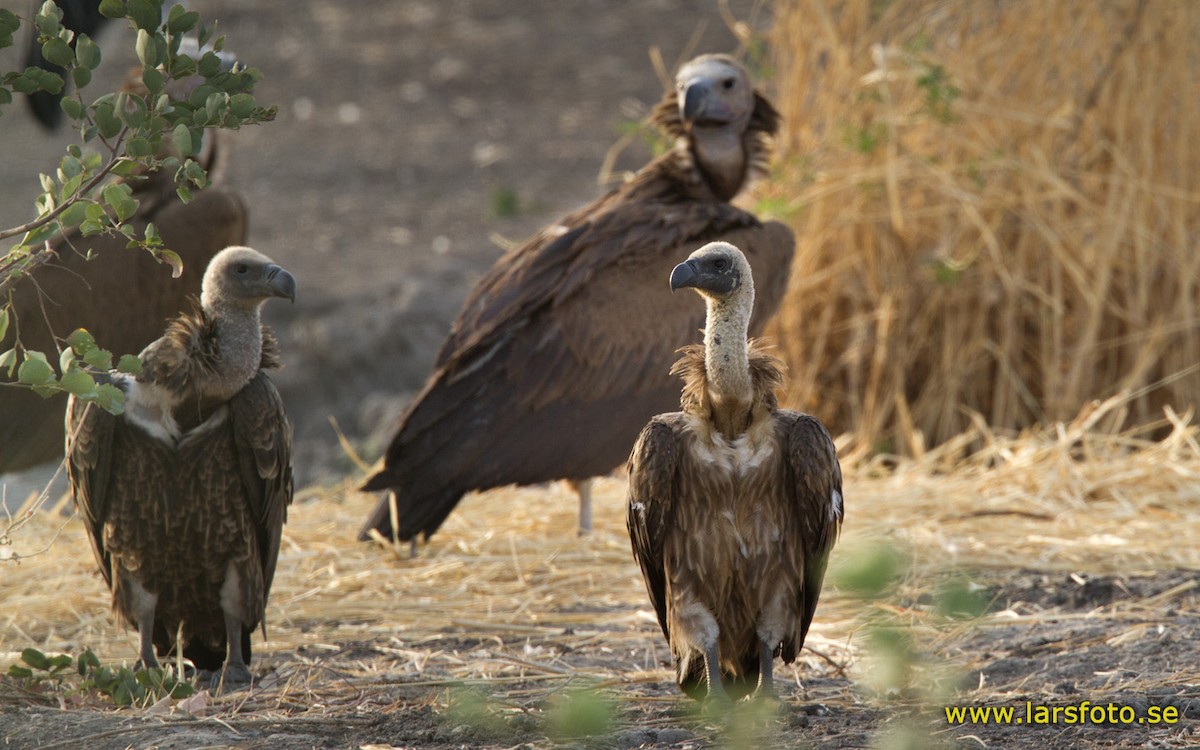 White-backed Vulture - Lars Petersson | My World of Bird Photography