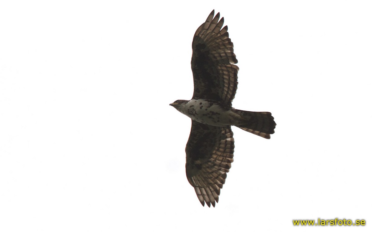 Cassin's Hawk-Eagle - Lars Petersson | My World of Bird Photography