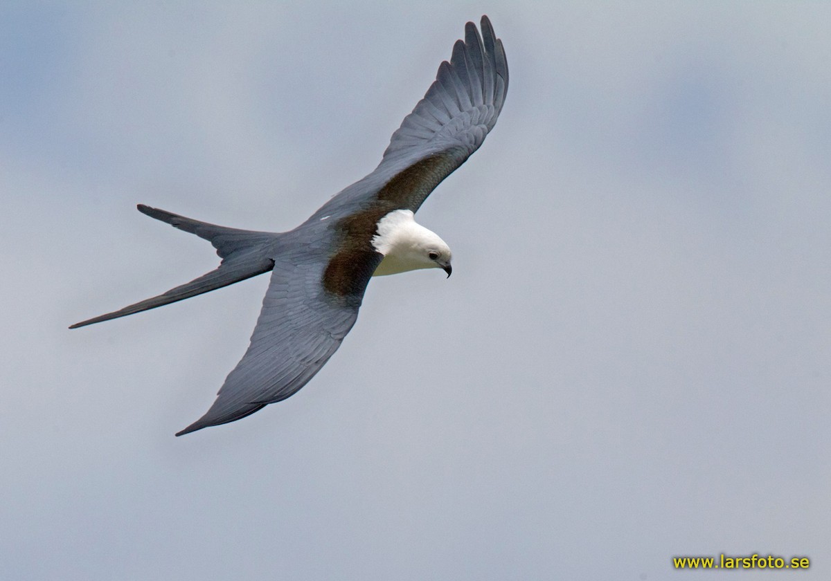 Swallow-tailed Kite - Lars Petersson | My World of Bird Photography