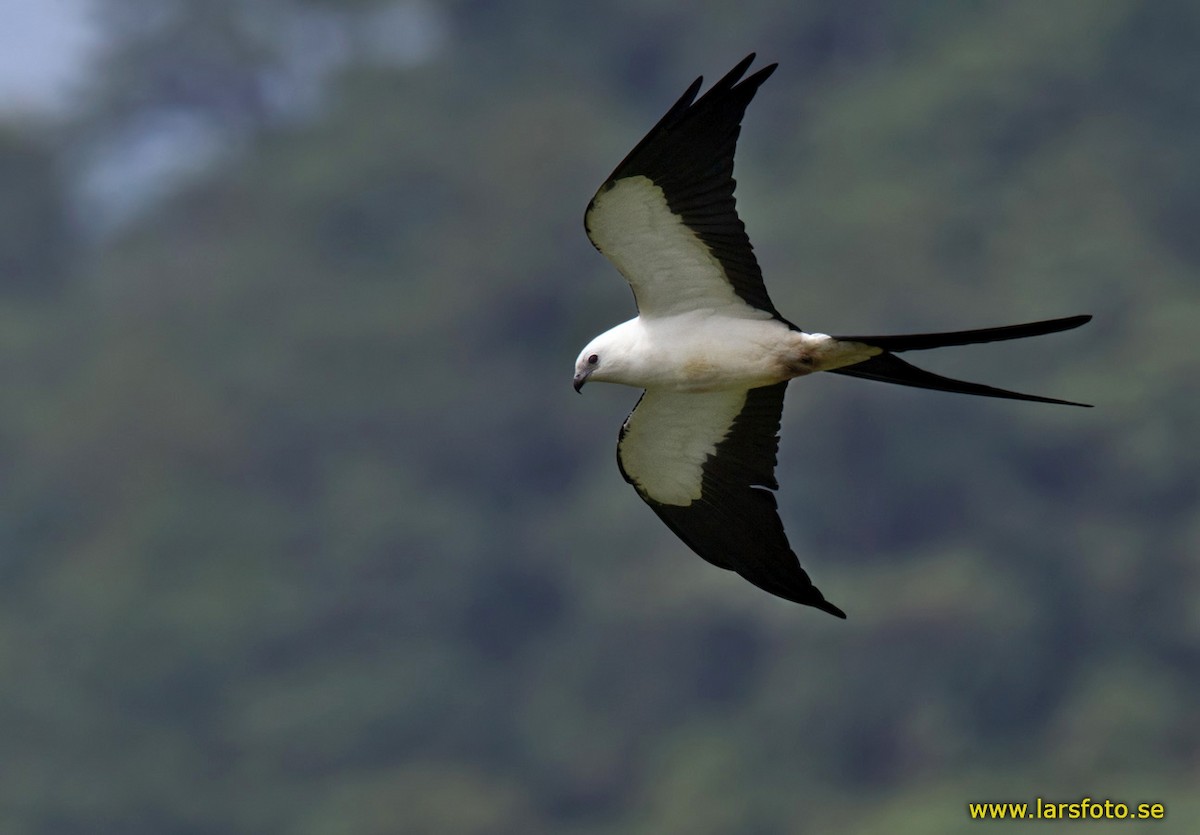 Swallow-tailed Kite - ML205909381