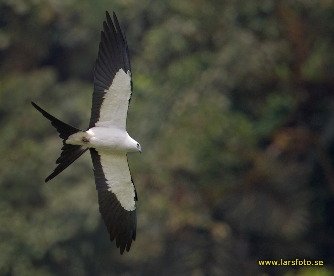 Swallow-tailed Kite - ML205909431