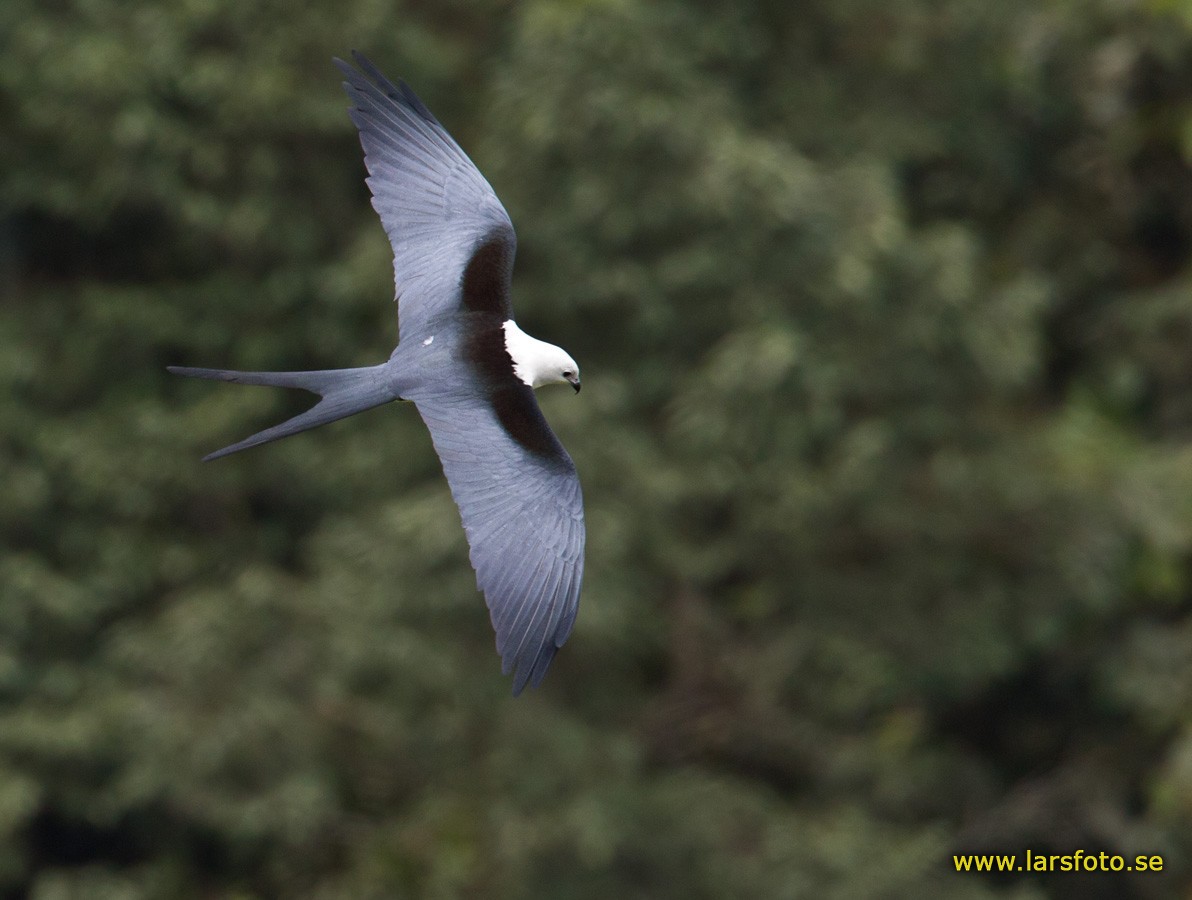 Swallow-tailed Kite - ML205909441