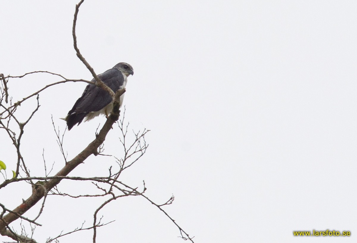 Gray-backed Hawk - Lars Petersson | My World of Bird Photography