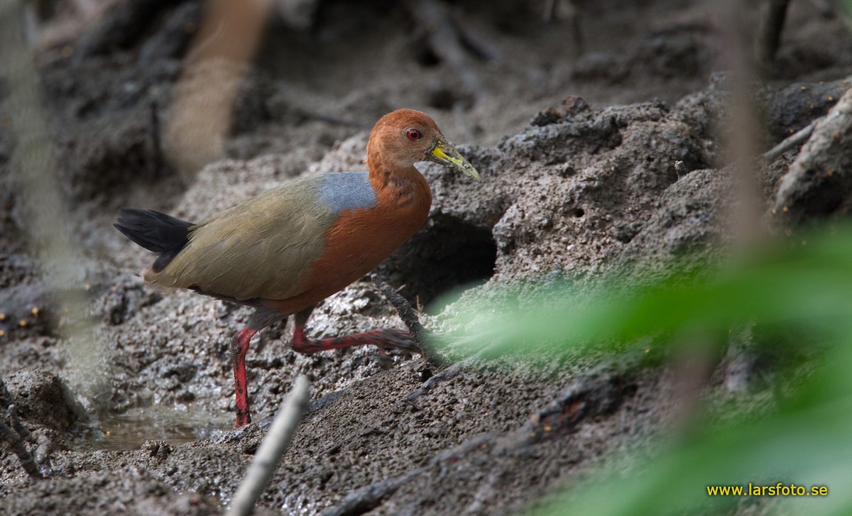 Rufous-necked Wood-Rail - Lars Petersson | My World of Bird Photography