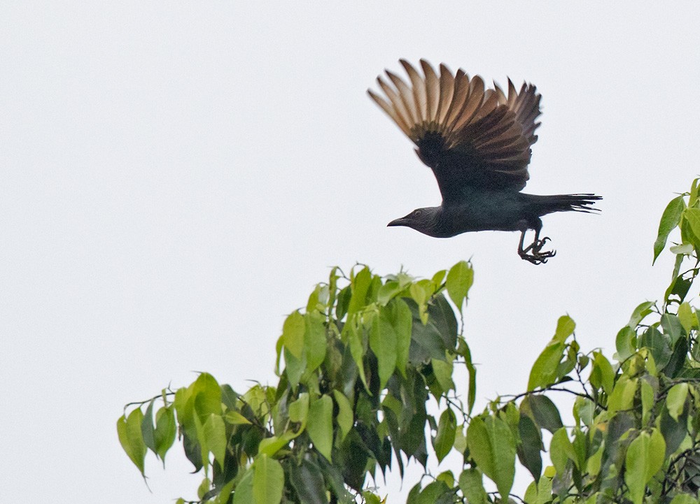 Brown-winged Starling - ML205909711