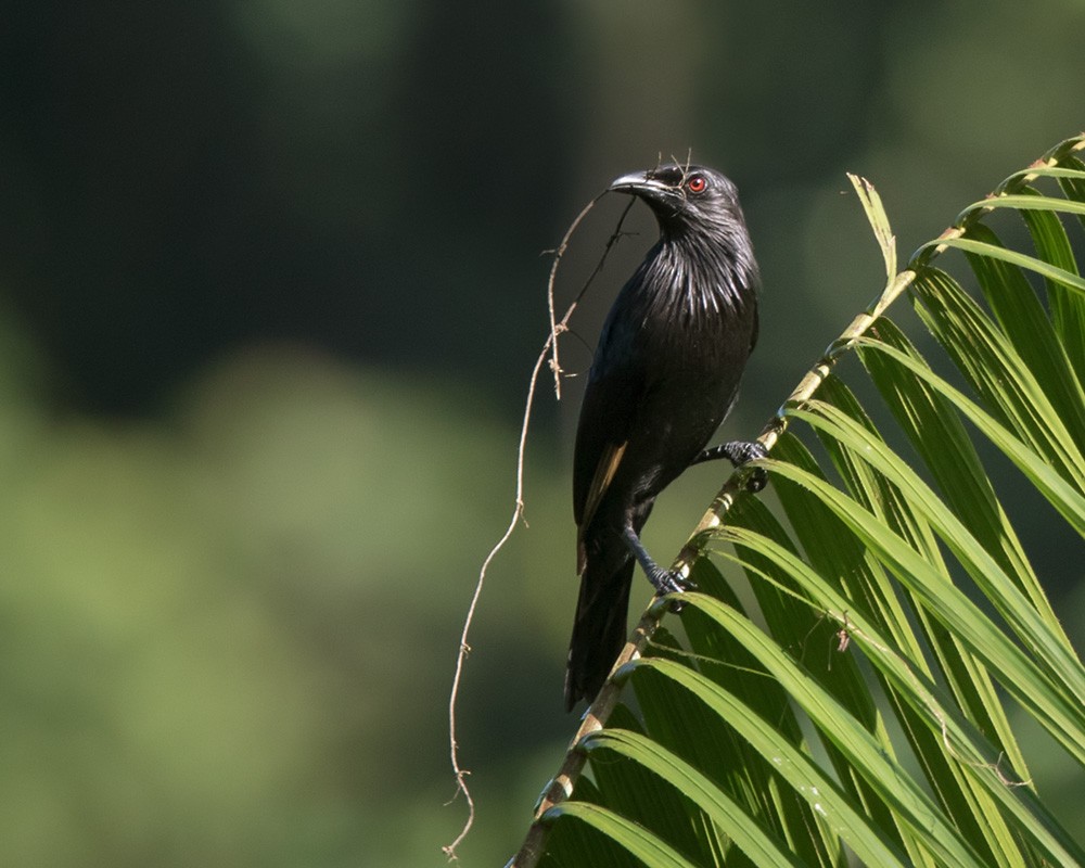 Brown-winged Starling - ML205909721