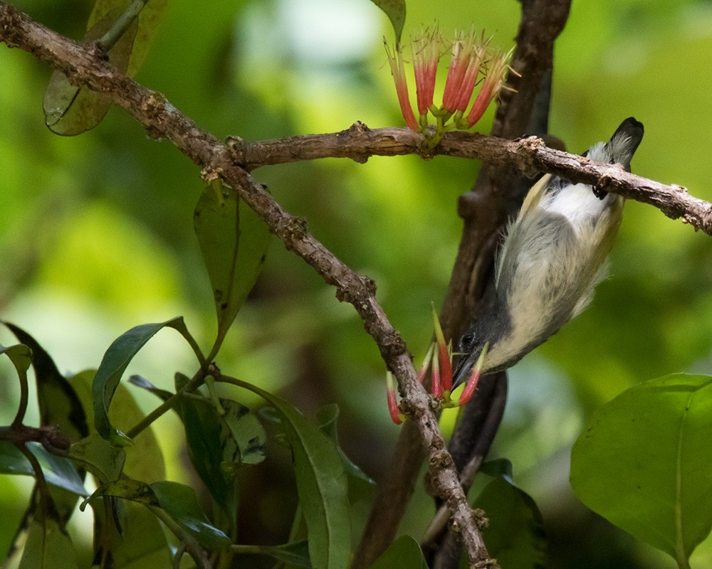 Midget Flowerpecker - Lars Petersson | My World of Bird Photography
