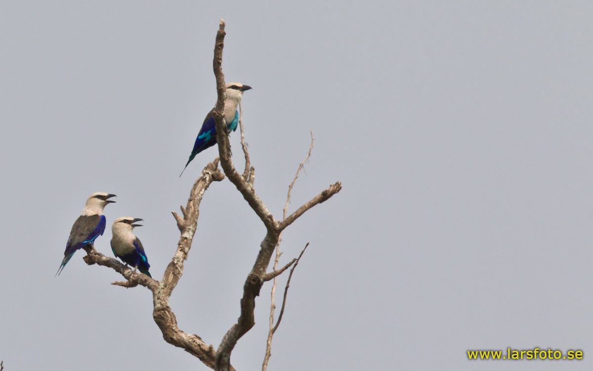 Blue-bellied Roller - Lars Petersson | My World of Bird Photography