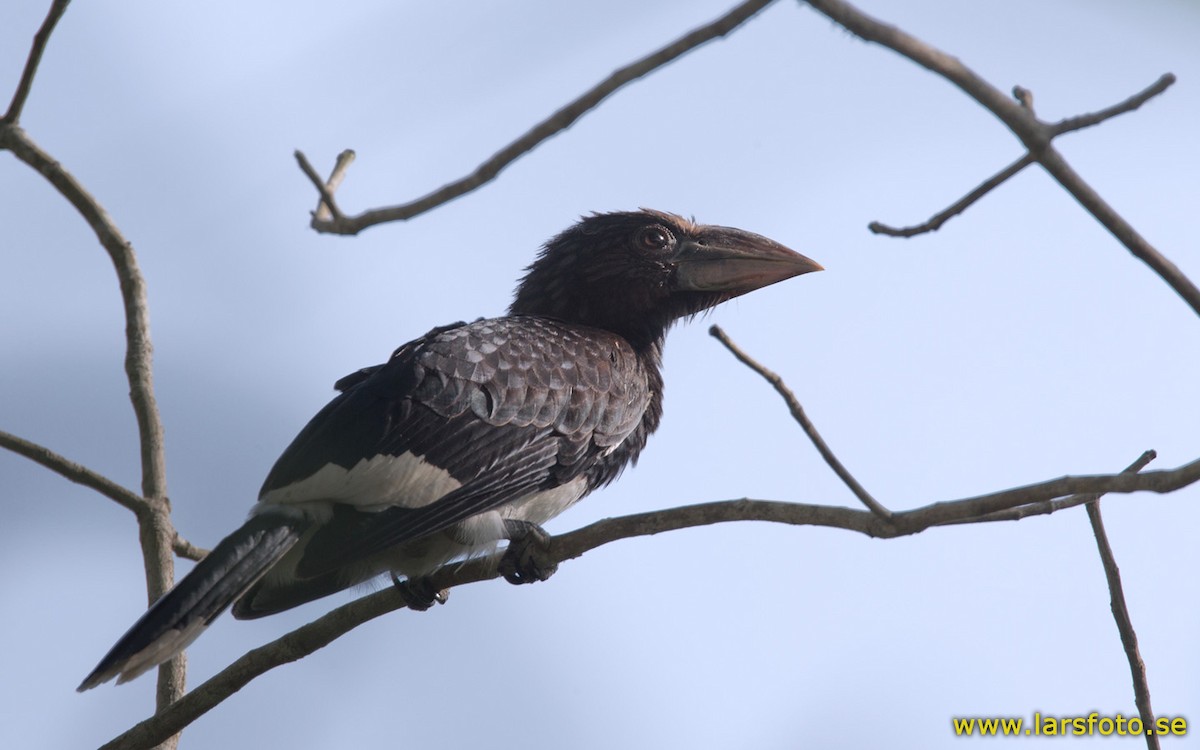 Piping Hornbill (Western) - Lars Petersson | My World of Bird Photography