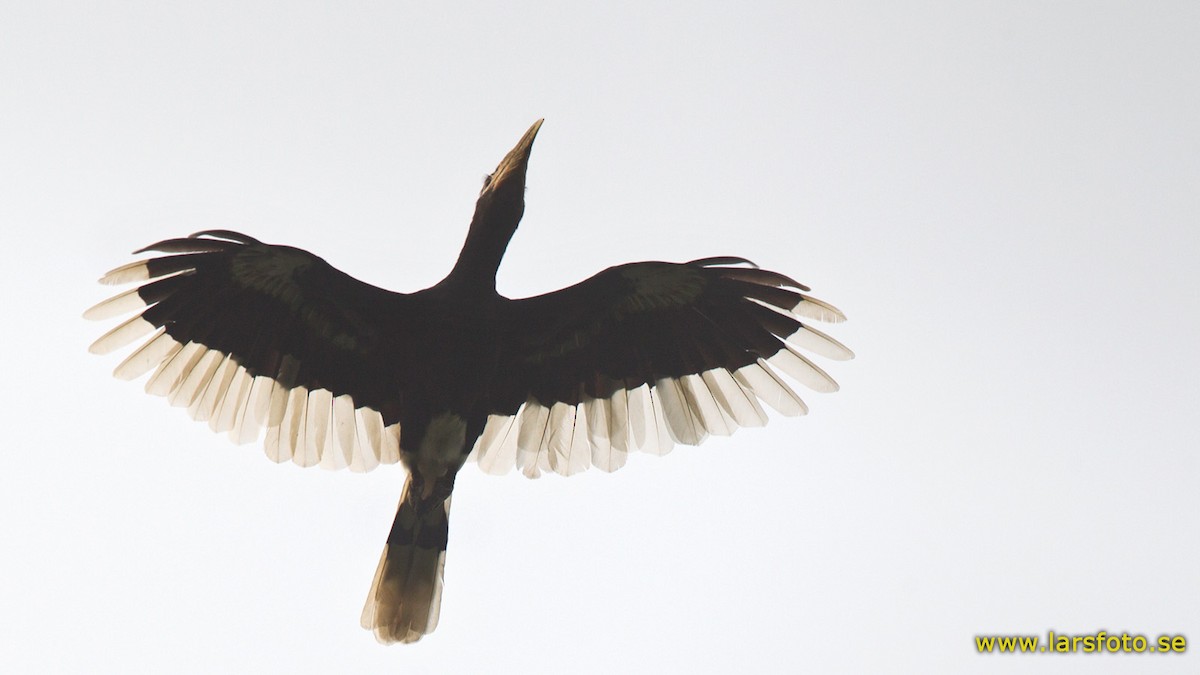 Brown-cheeked Hornbill - Lars Petersson | My World of Bird Photography