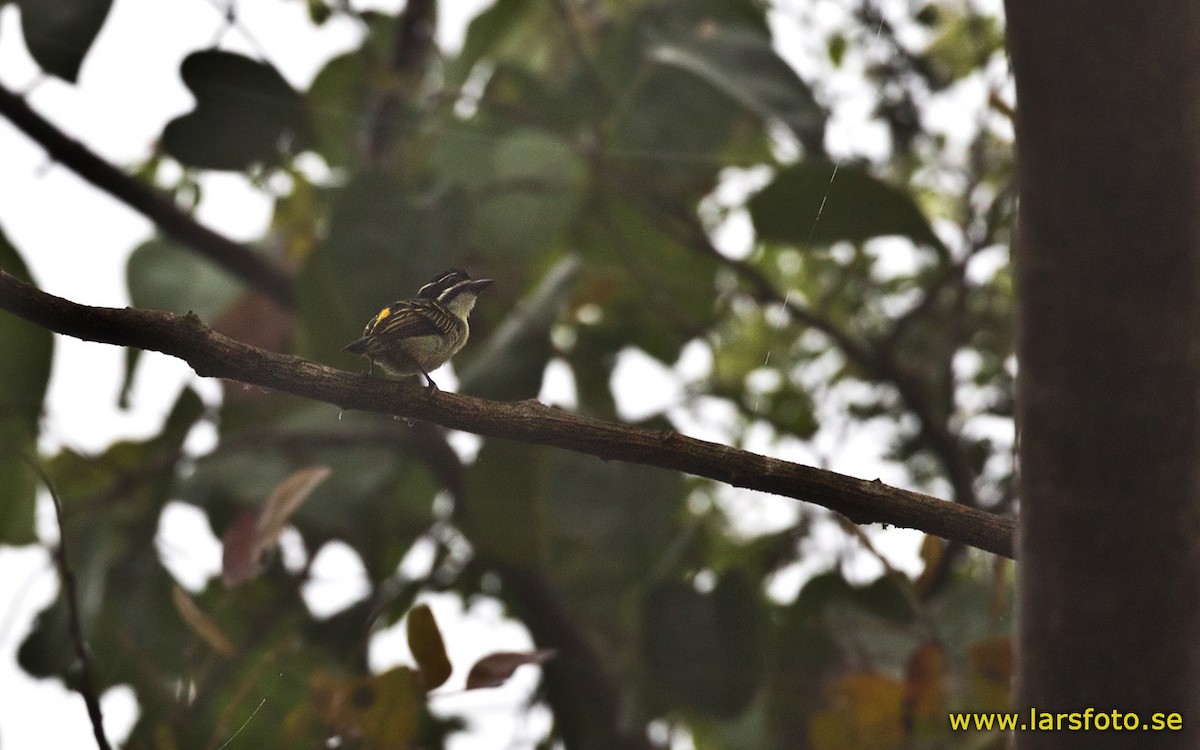Yellow-throated Tinkerbird - ML205910101