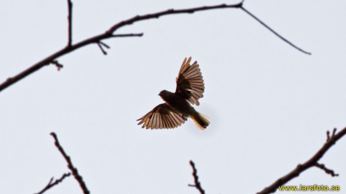Cassin's Honeyguide - Lars Petersson | My World of Bird Photography