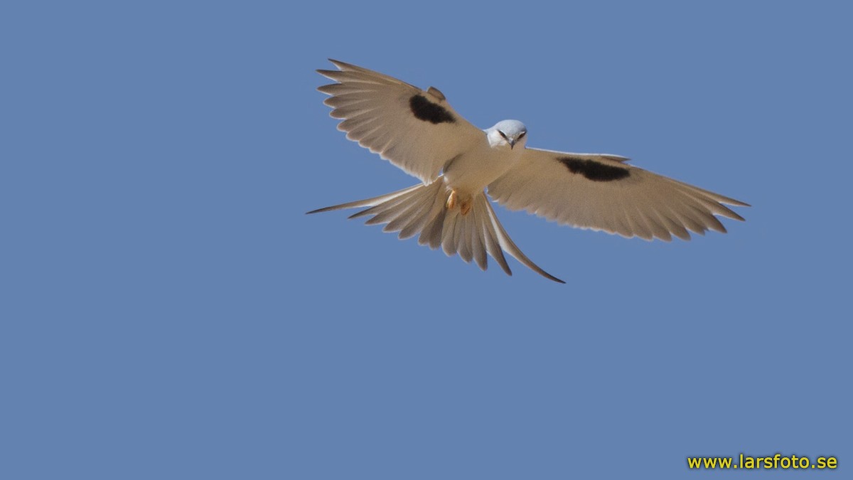Scissor-tailed Kite - ML205910151