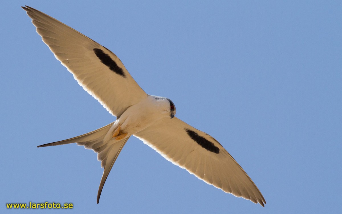 Scissor-tailed Kite - ML205910161