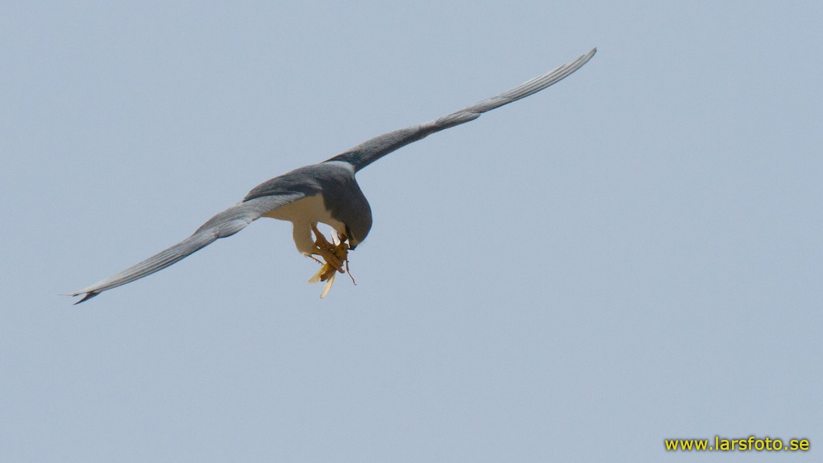 Scissor-tailed Kite - Lars Petersson | My World of Bird Photography