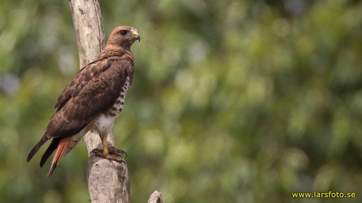 Red-necked Buzzard - Lars Petersson | My World of Bird Photography