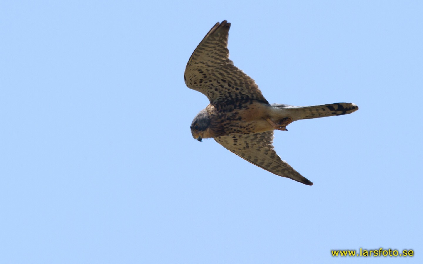 チョウゲンボウ Rufescens Ebird