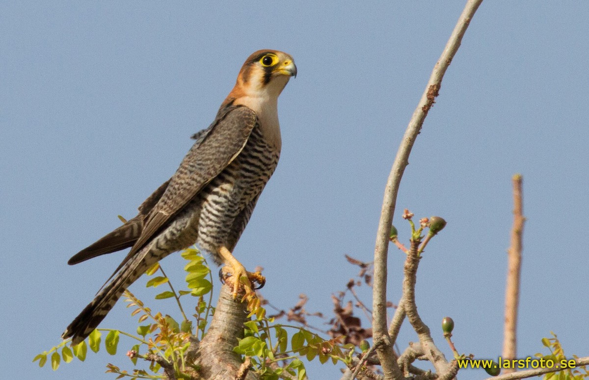 Red-necked Falcon (African) - Lars Petersson | My World of Bird Photography