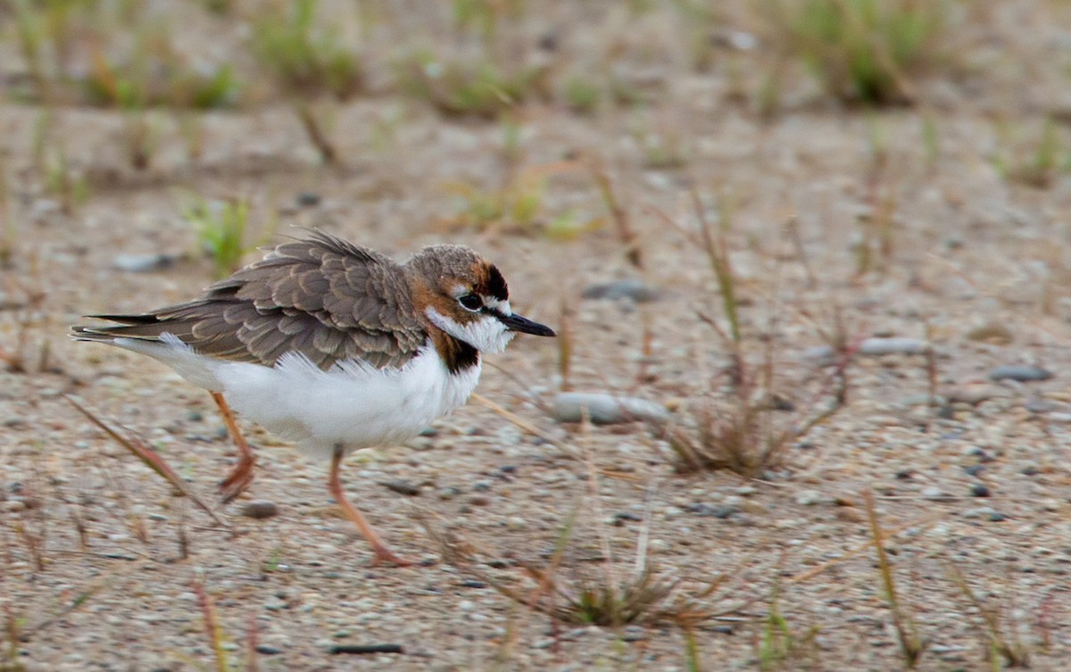 Collared Plover - Lars Petersson | My World of Bird Photography