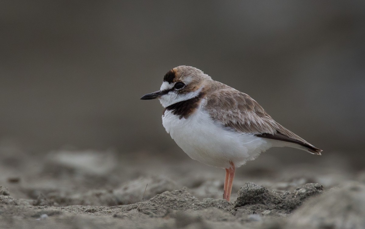 Collared Plover - Lars Petersson | My World of Bird Photography