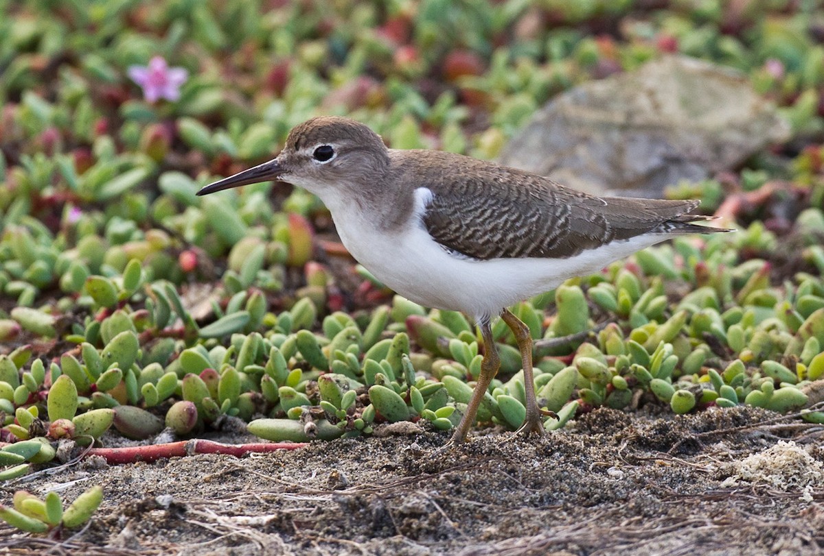 Spotted Sandpiper - Lars Petersson | My World of Bird Photography