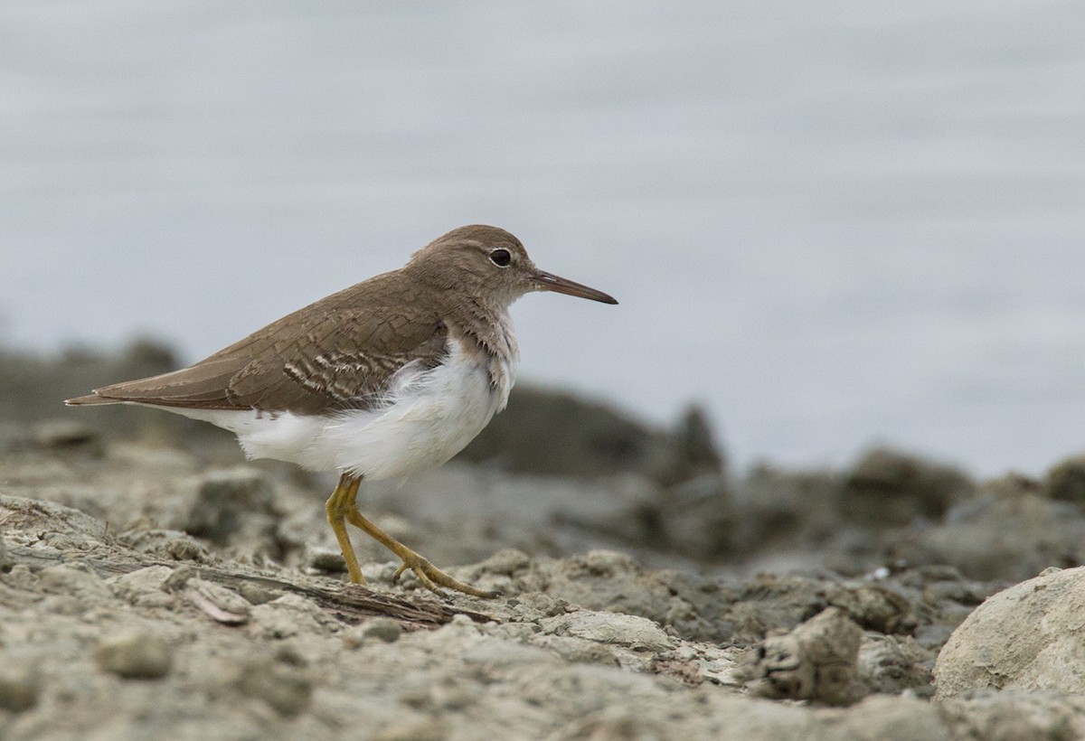 Spotted Sandpiper - Lars Petersson | My World of Bird Photography