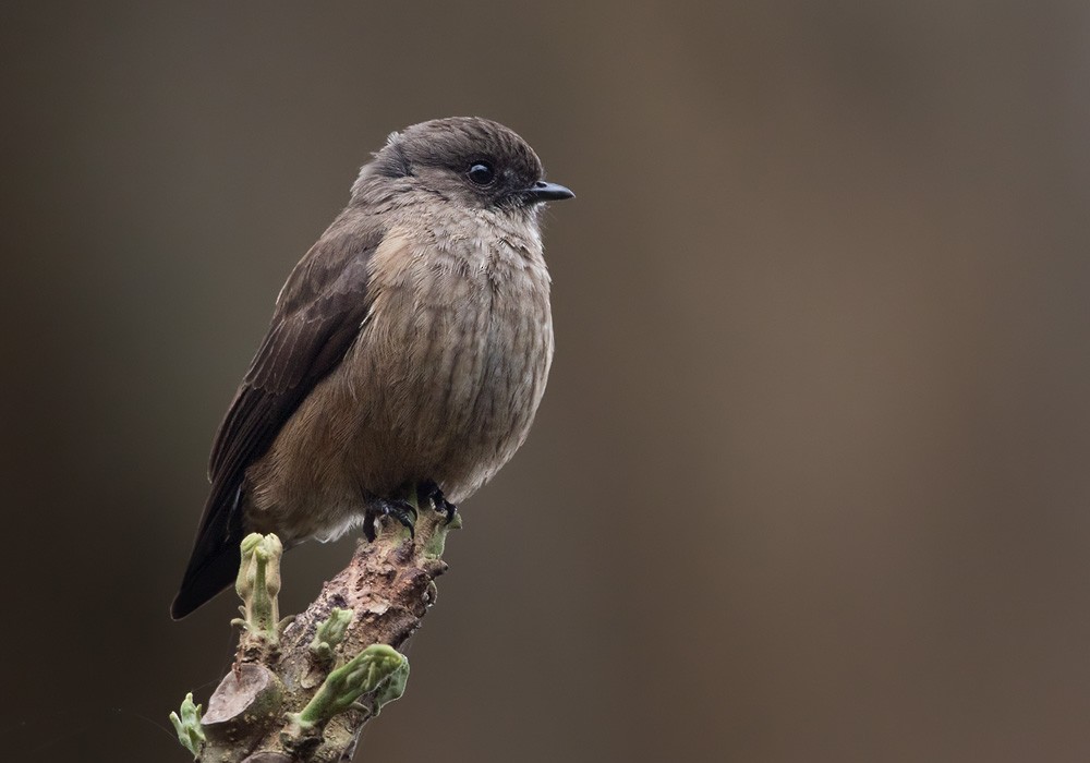 Sooty Flycatcher - Lars Petersson | My World of Bird Photography