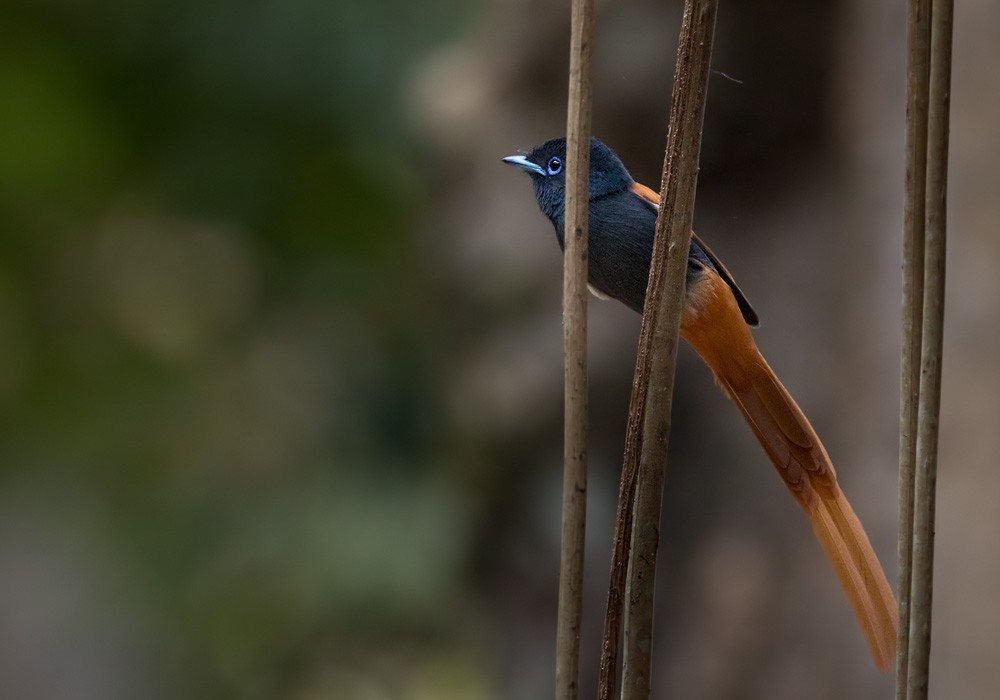 Rufous-vented Paradise-Flycatcher - ML205910771