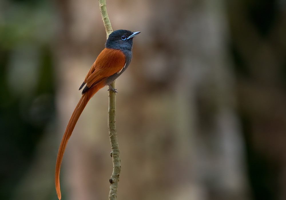 Rufous-vented Paradise-Flycatcher - Lars Petersson | My World of Bird Photography