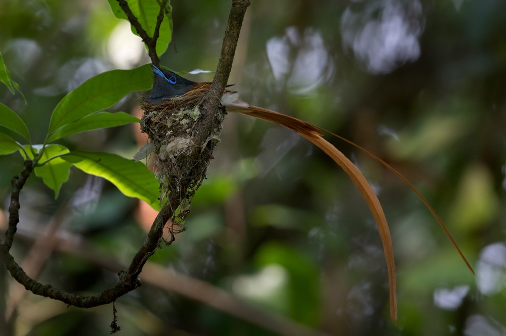 African Paradise-Flycatcher - Lars Petersson | My World of Bird Photography
