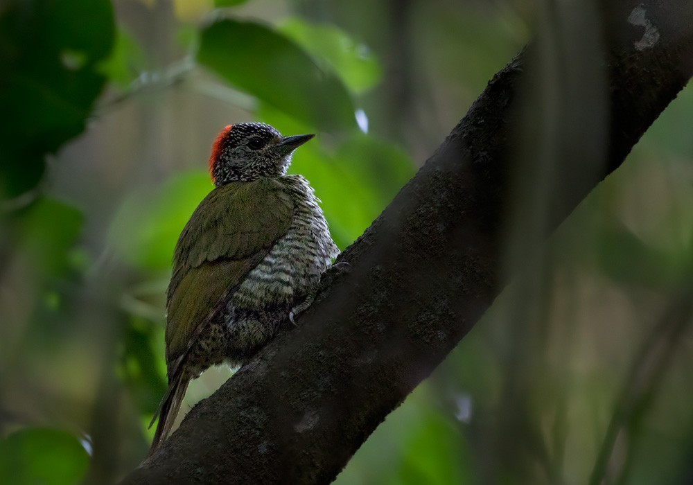 Green-backed Woodpecker (Plain-backed) - ML205911011
