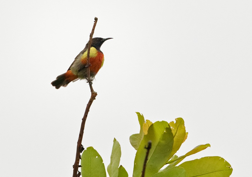 Anchieta's Sunbird - Lars Petersson | My World of Bird Photography