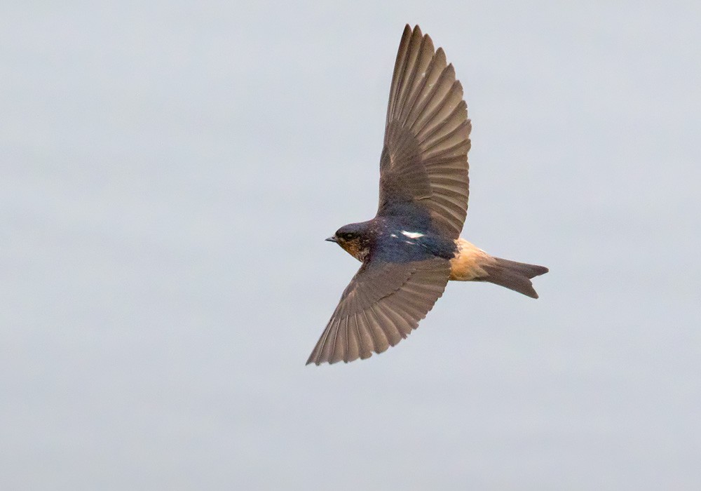 Red-throated Swallow - Lars Petersson | My World of Bird Photography
