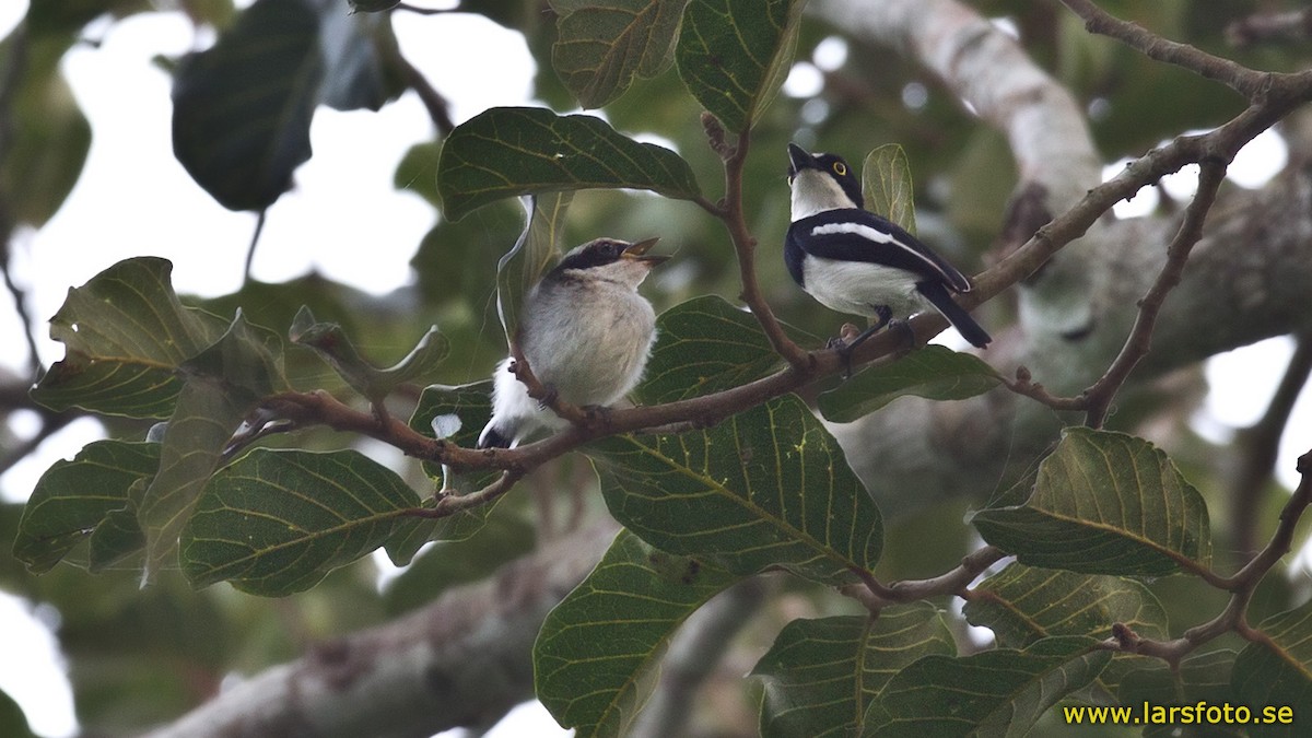 West African Batis - Lars Petersson | My World of Bird Photography