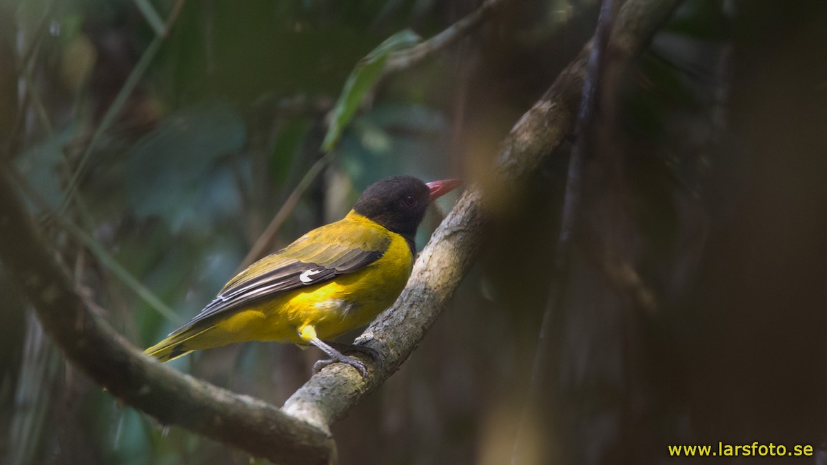 Western Black-headed Oriole - Lars Petersson | My World of Bird Photography