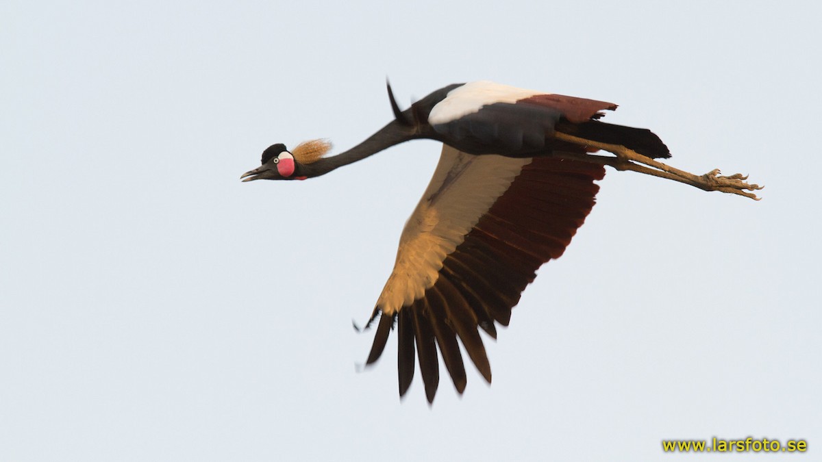 Black Crowned-Crane - Lars Petersson | My World of Bird Photography