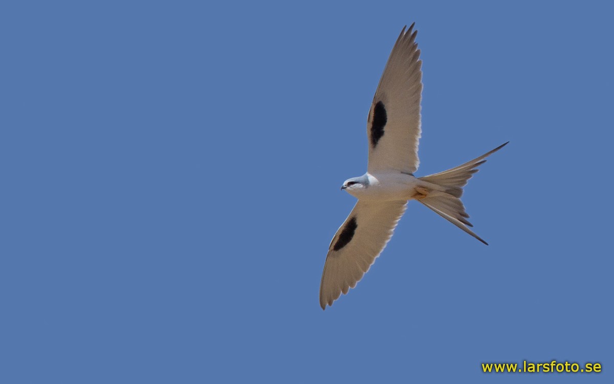 Scissor-tailed Kite - ML205911591