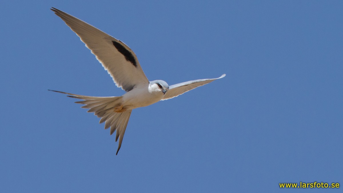 Scissor-tailed Kite - Lars Petersson | My World of Bird Photography