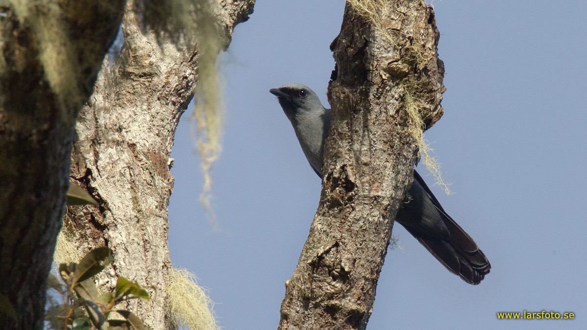 Black-bellied Cicadabird - ML205911851