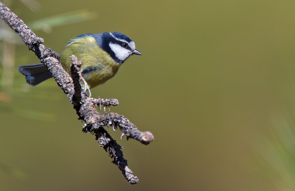 African Blue Tit - Lars Petersson | My World of Bird Photography