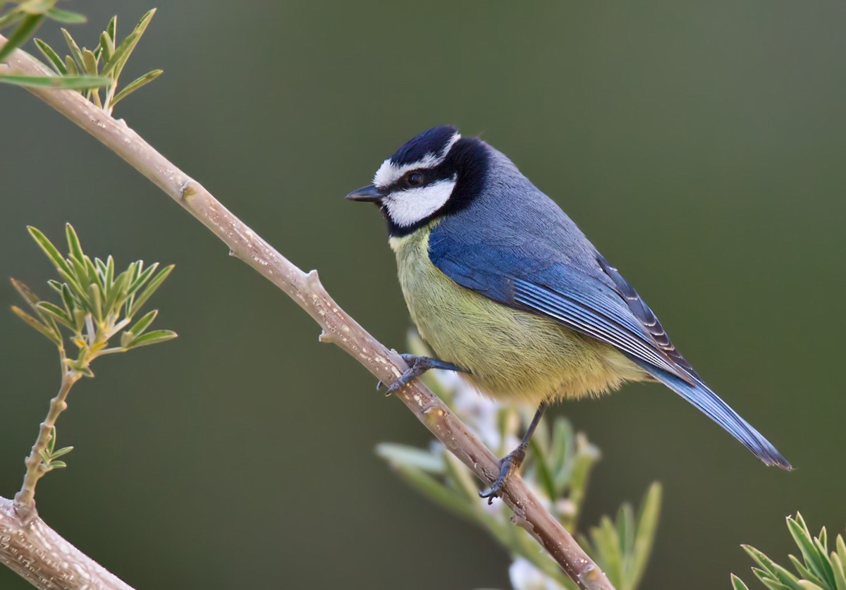 African Blue Tit - Lars Petersson | My World of Bird Photography