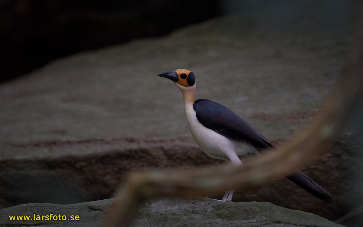 White-necked Rockfowl - Lars Petersson | My World of Bird Photography