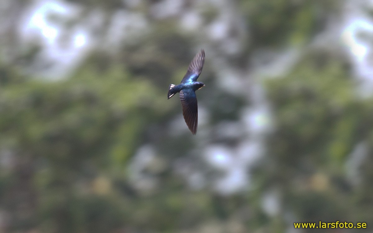 White-throated Blue Swallow - Lars Petersson | My World of Bird Photography