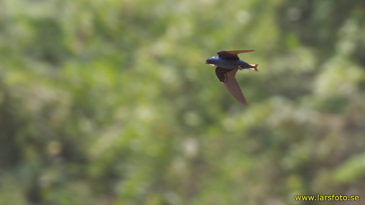 White-throated Blue Swallow - Lars Petersson | My World of Bird Photography