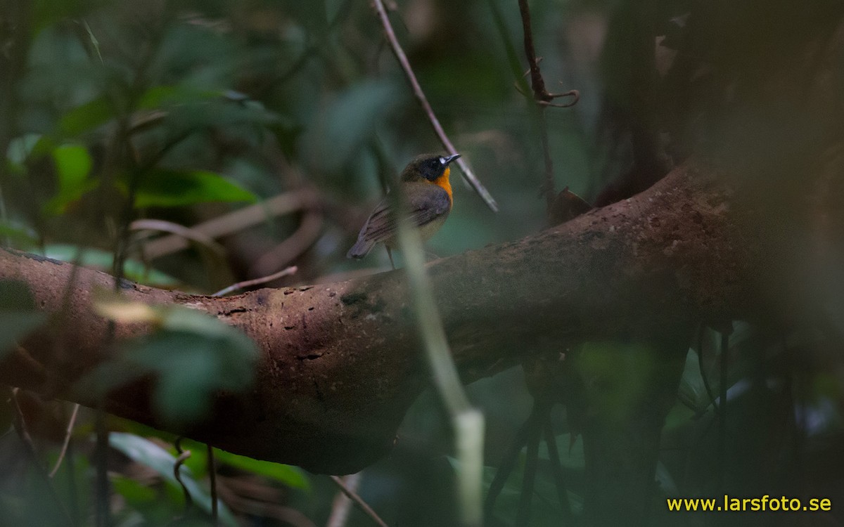 Orange-breasted Forest Robin - Lars Petersson | My World of Bird Photography