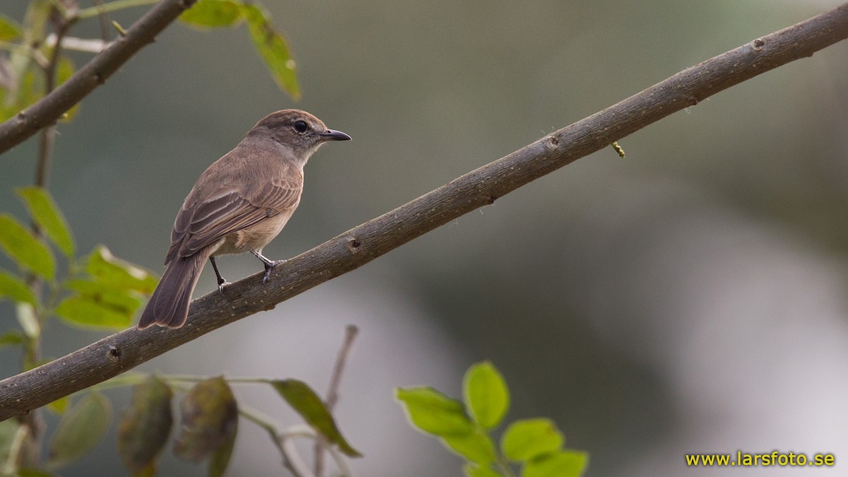 Pale Flycatcher (Pale) - Lars Petersson | My World of Bird Photography